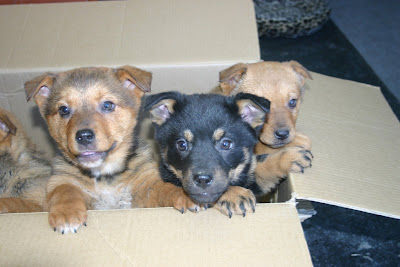 Lacey and her siblings in the box they arrived in