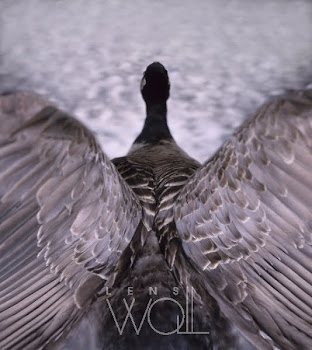 Canada Goose - Carl Warner