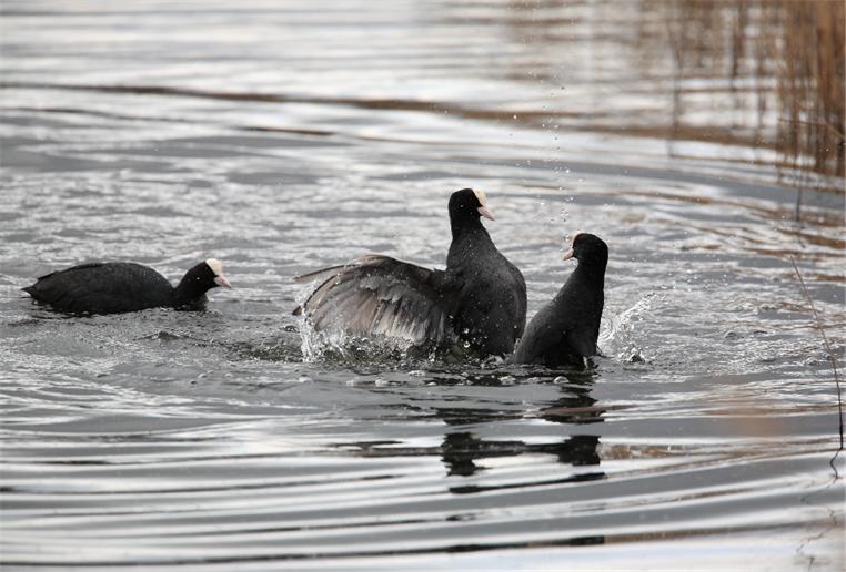[coot1762x516.jpg]