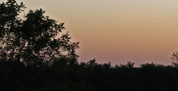 Timber Life: Iowa Waterfowl Seasons Approaching
