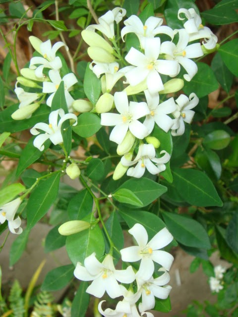 Pieces of Lin: Pokok Kemuning