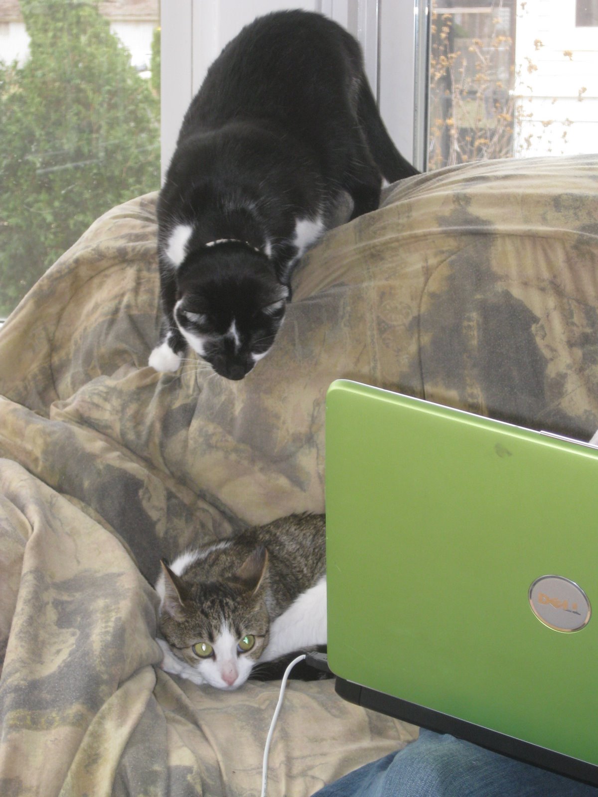 [starbuckripley.JPG]