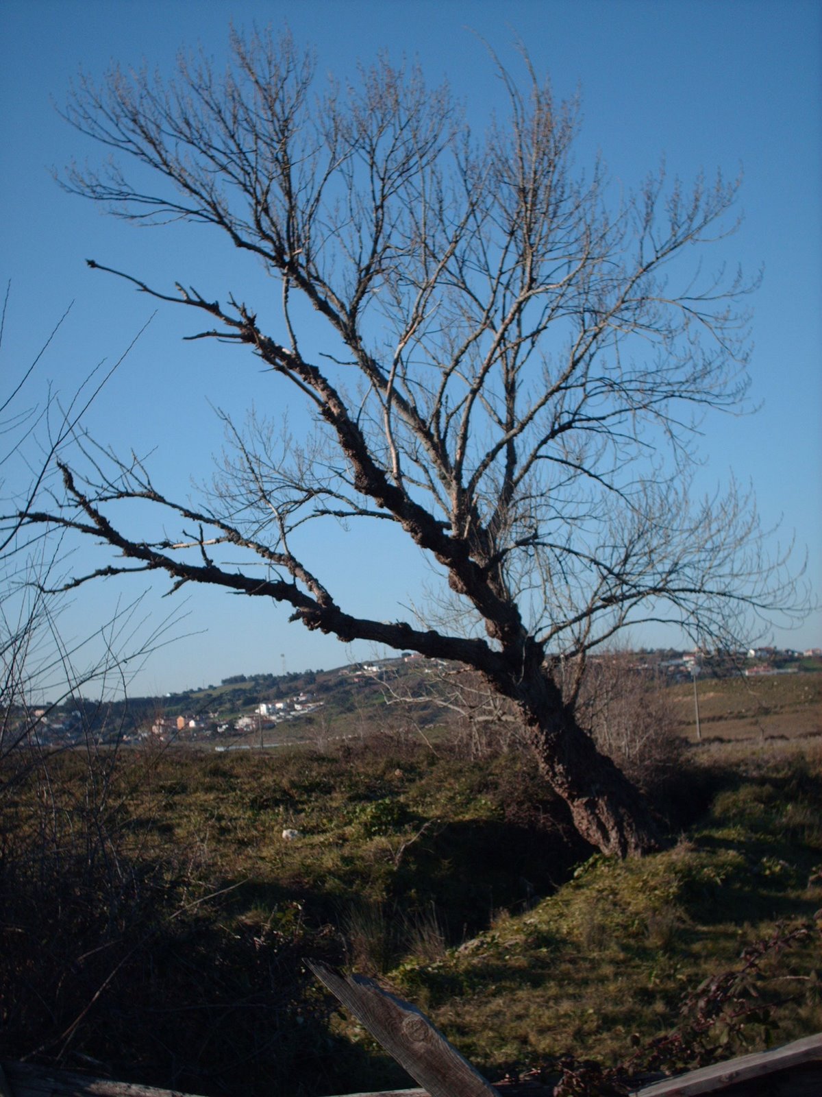 [dona_maria+017.jpg]