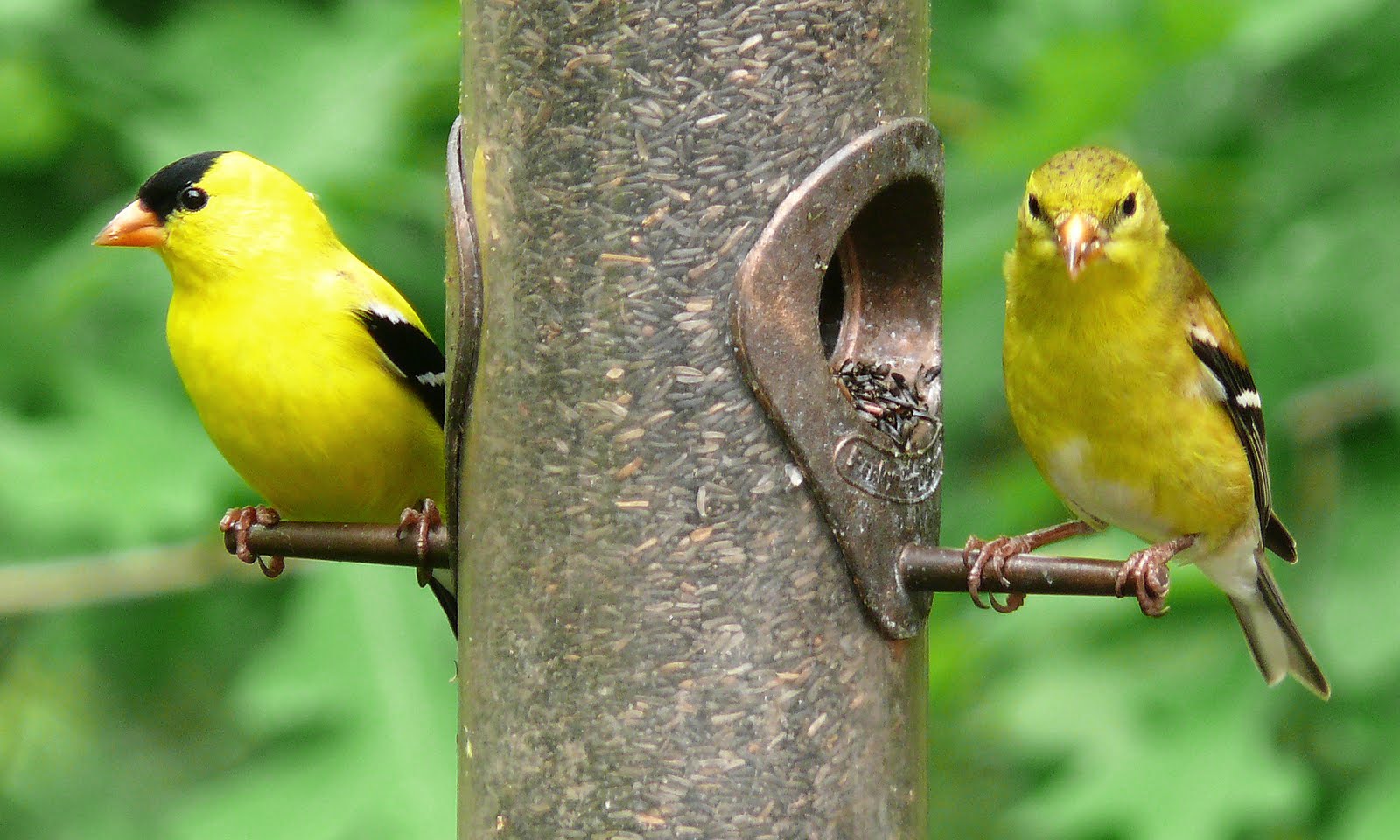https://1.bp.blogspot.com/_FNQgkfCwYxs/S8xfY34jO7I/AAAAAAAAATI/ZHIBKs6gmSU/s1600/American_Goldfinch-27527.jpg