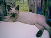 Kiki @ Kak Chik