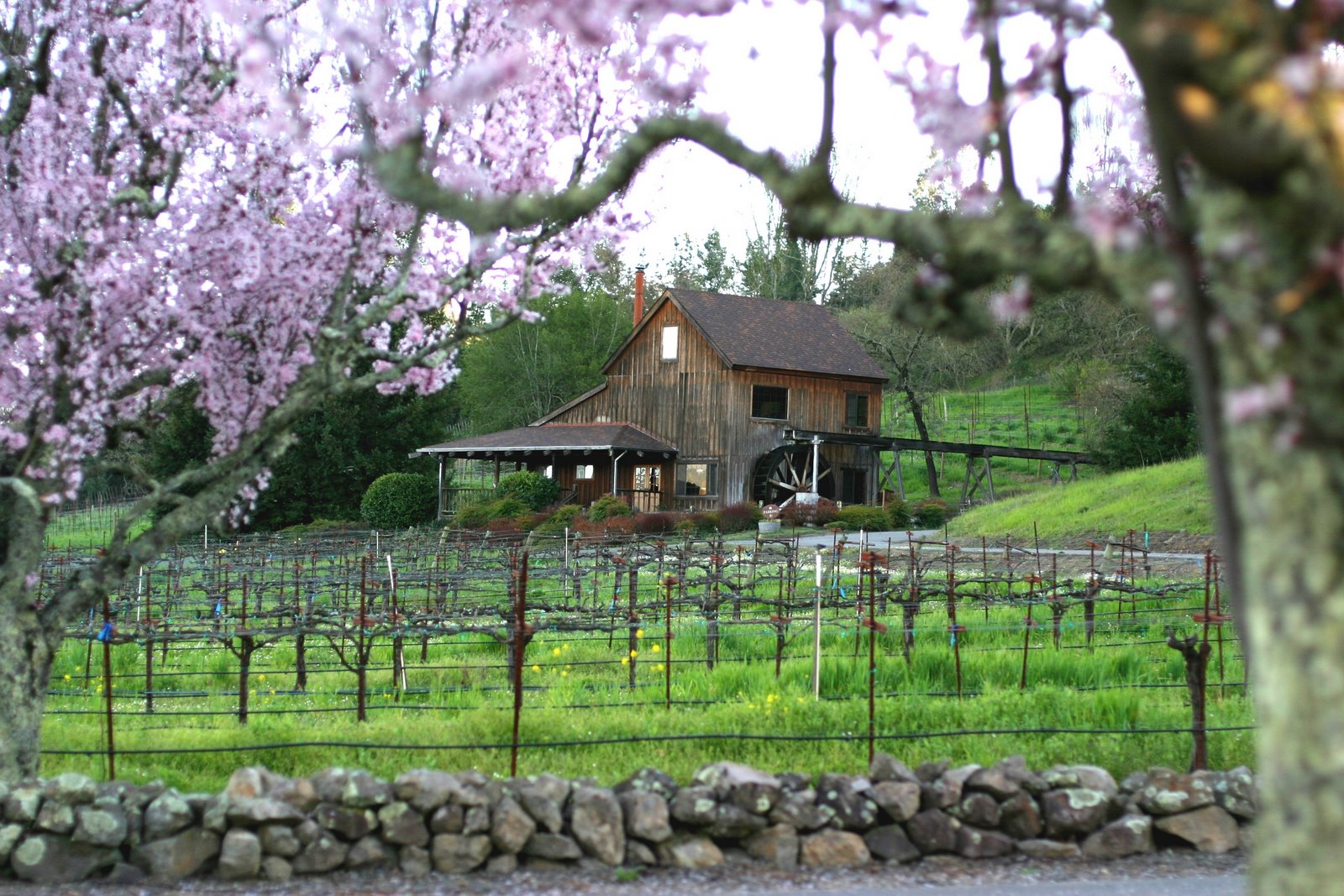 Russian River Valley Vineyards 112