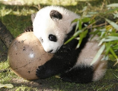 panda cup atr