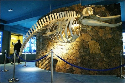The skeleton of a whale hangs