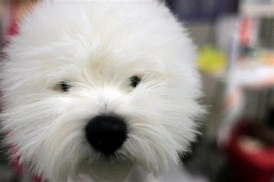 Pet: white Terrier