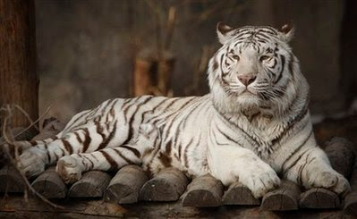 Animal: white tiger.