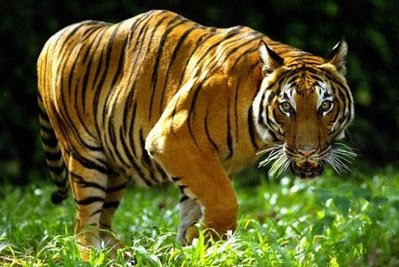 Animal: An Indochinese tiger.