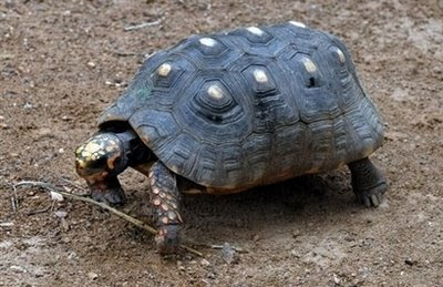 A tortoise that smokes