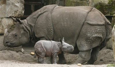 Rhinoceros animals and pets