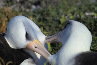Pets: albatrosses.