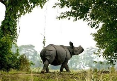 Animals: rhinoceros.