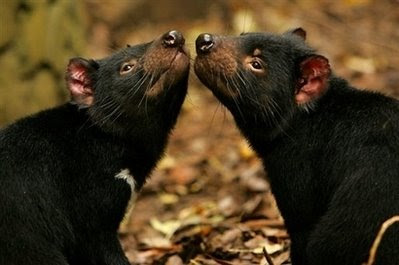 animals: Tasmanian devil.
