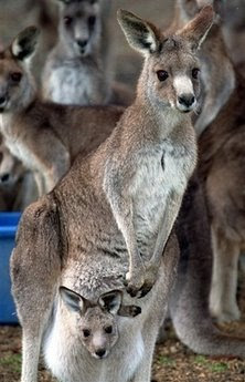 Animals: Kangaroos