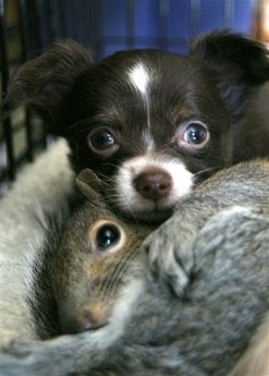 Animals and Pets: chihuahua - squirrels