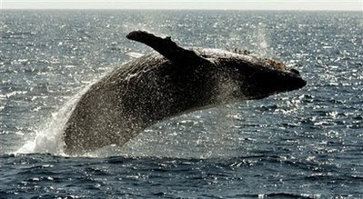 Animals: humpback whale.