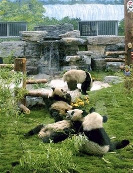 Animals: giant pandas.