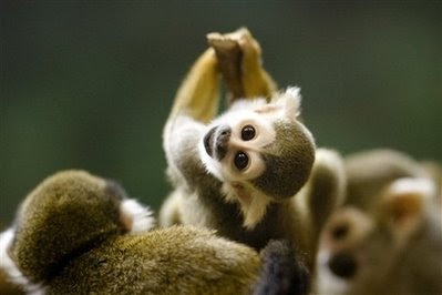 Animals: squirrel monkey.