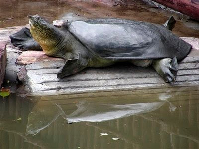 Animal: soft-shell turtle.