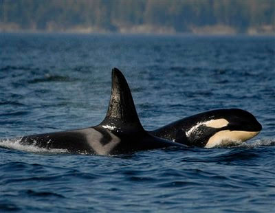 Female orca, or killer whale.