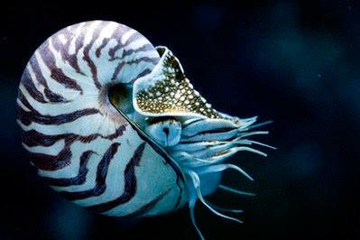 Animal: Nautilus.