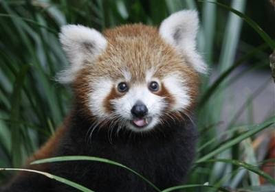 Animals: red panda cub.