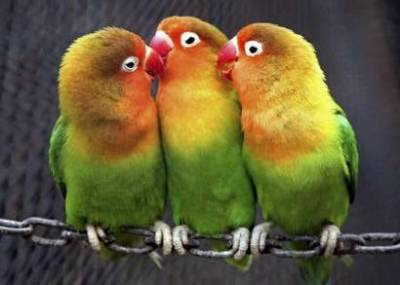 Pets: parrots.