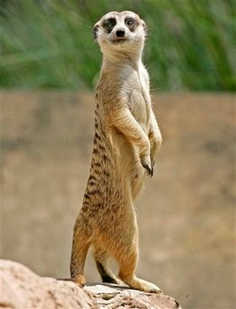 Animal: meerkat.