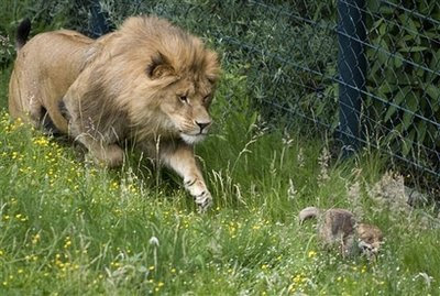 Animals: lion hounds a little fox.