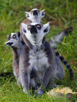 Animal: Ring-tailed Lemur Cattas.