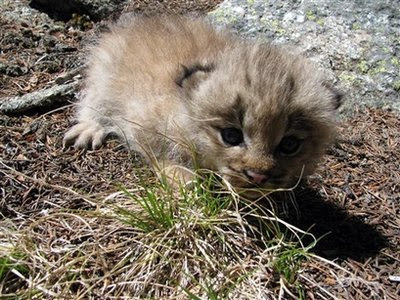 Animal: lynx kitten.
