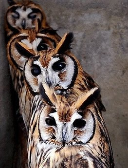 Birds: owls.