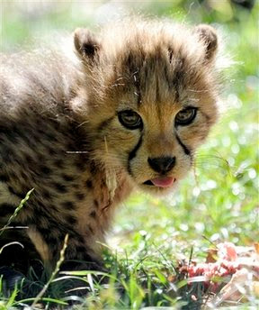 cheetah cub (acinonyx jubatus).