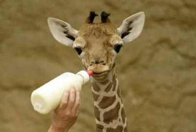 baby giraffe.