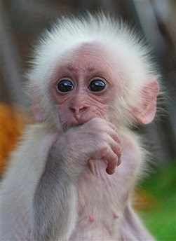 baby monkey.