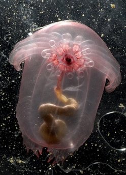 Animals: transparent sea cucumber Enypniastes.