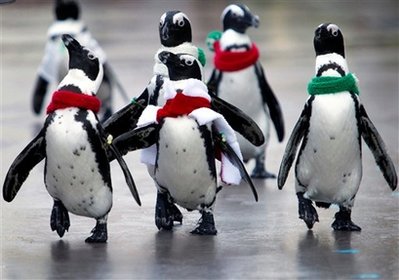 animals: Jackass Penguins.
