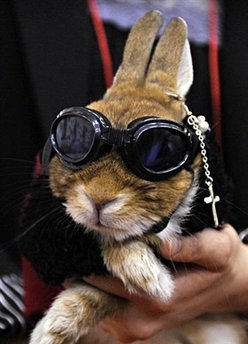 Owners display their rabbit in fancy dress and dark goggles during a rabbit fashion contest at the Rabbit Festa in Yokohama city in Kanagawa prefecture, suburban Tokyo.