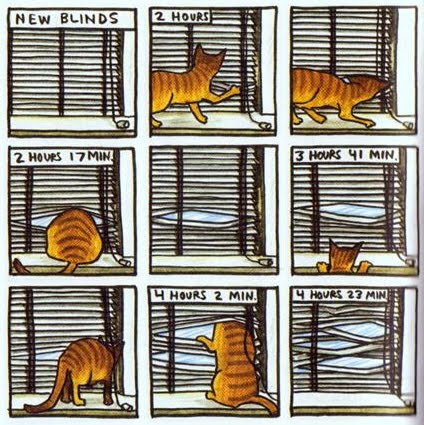 600 Nombres Para Gatos Machos Hembras Famosos Cual