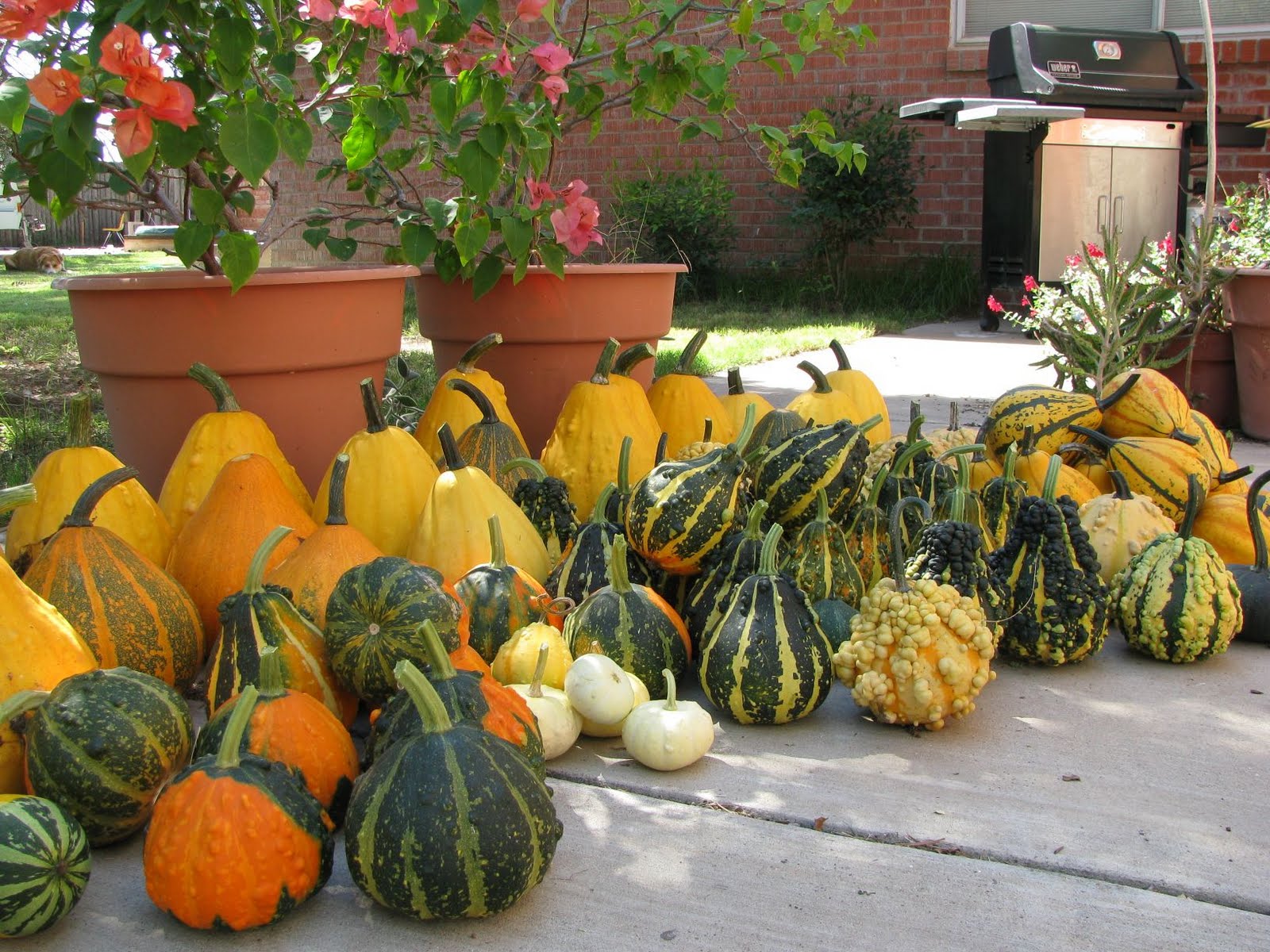 Glass Notes Autumn Ornamental Gourds Harvest
