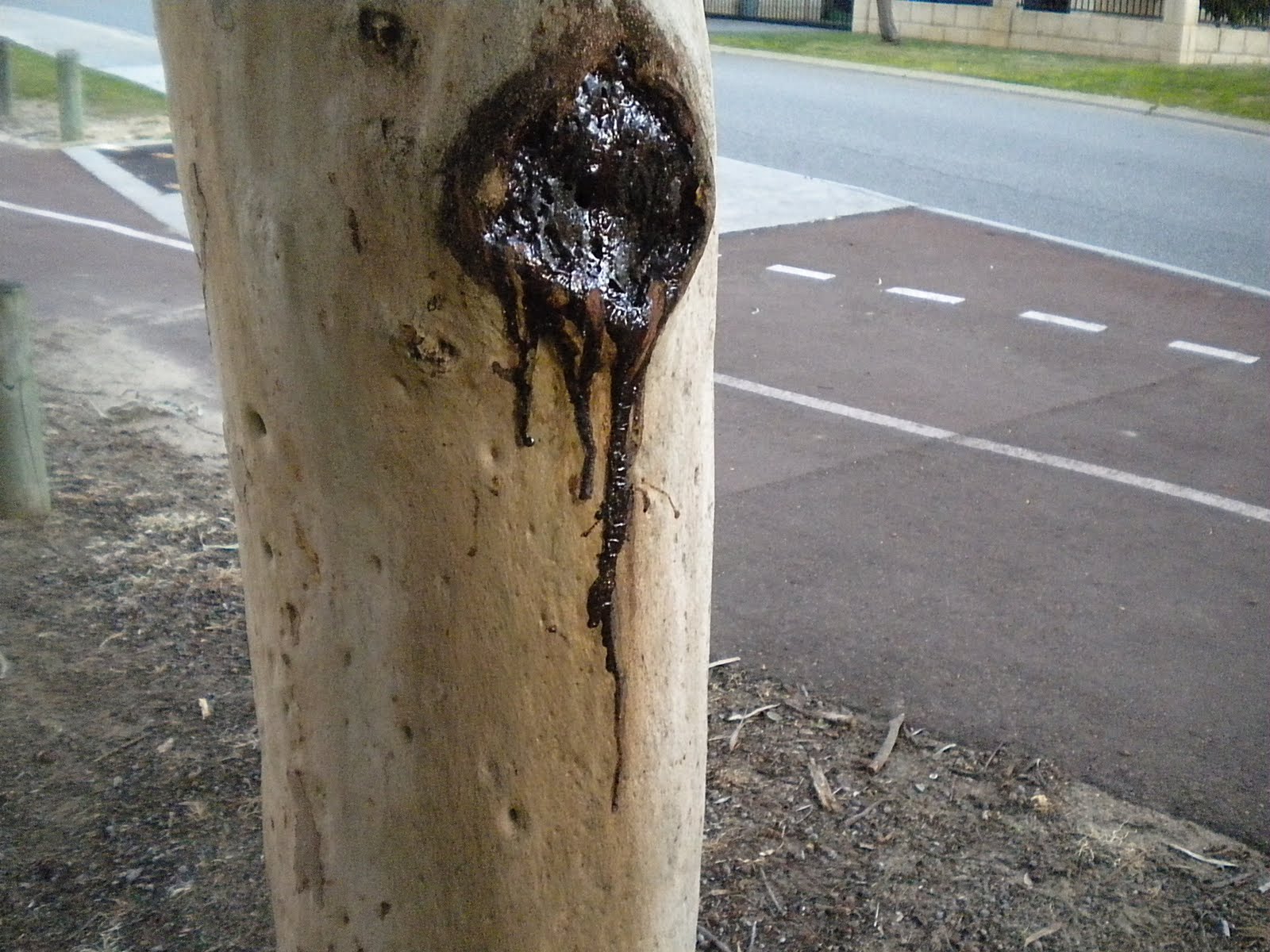 Groteskology The Bleeding Tree