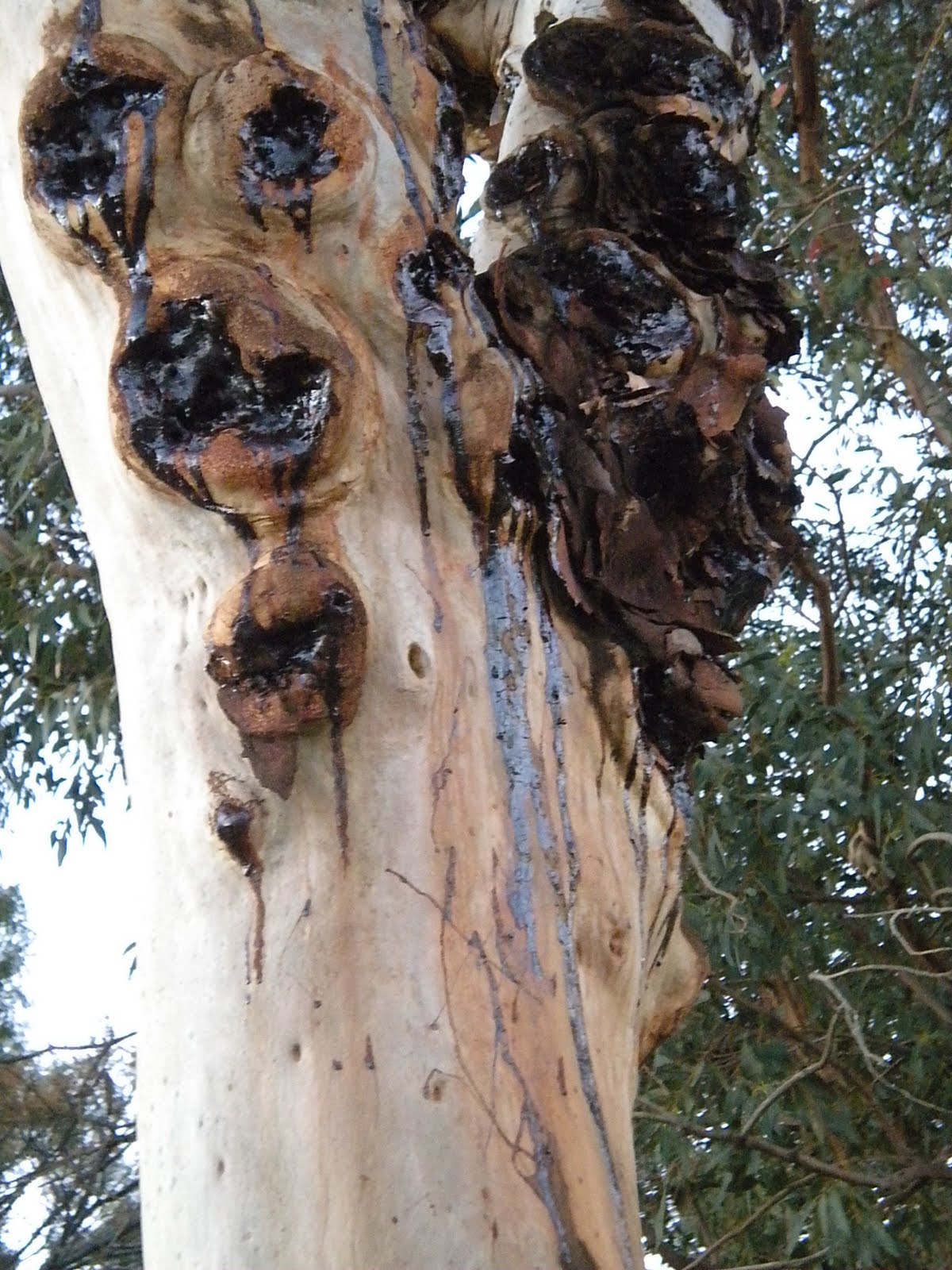 Groteskology The Bleeding Tree