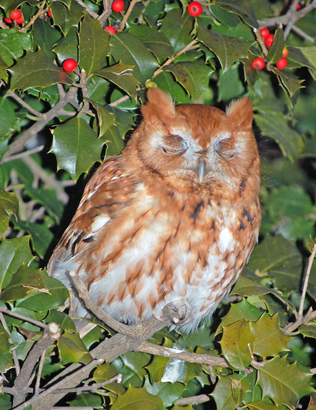 garden fool: EASTERN SCREECH OWL (RED MORPH)