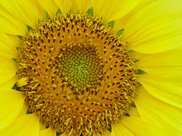 NOS COMEMOS SUS PIPAS