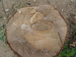 TRONCO DE PINO CON SUS AÑILLOS