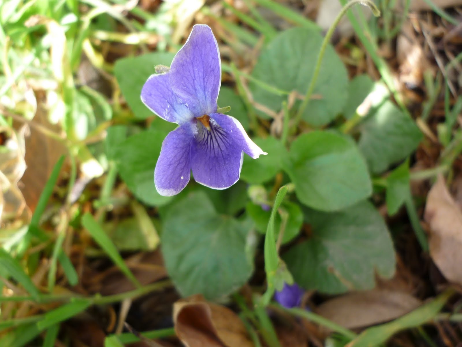 Crosscultural Herbalism Plant of the week Sweet Violet
