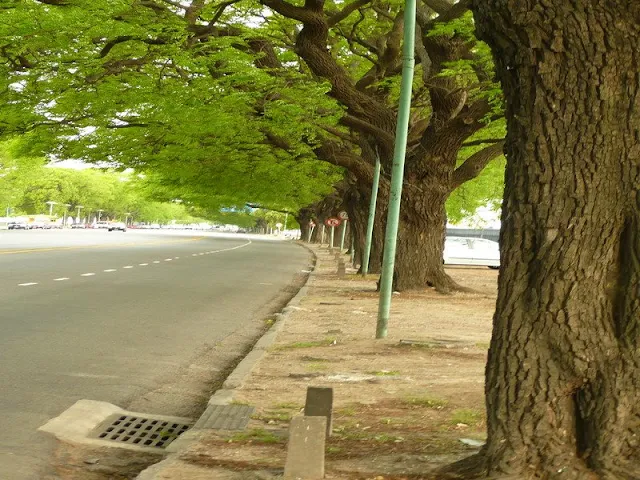 Arboleda y  calle de la Costanera en Buenos Aires.